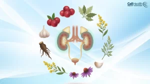 Read more about the article Herbal Remedies for Urinary Tract Infections (UTIs): Naturopathy’s Approach