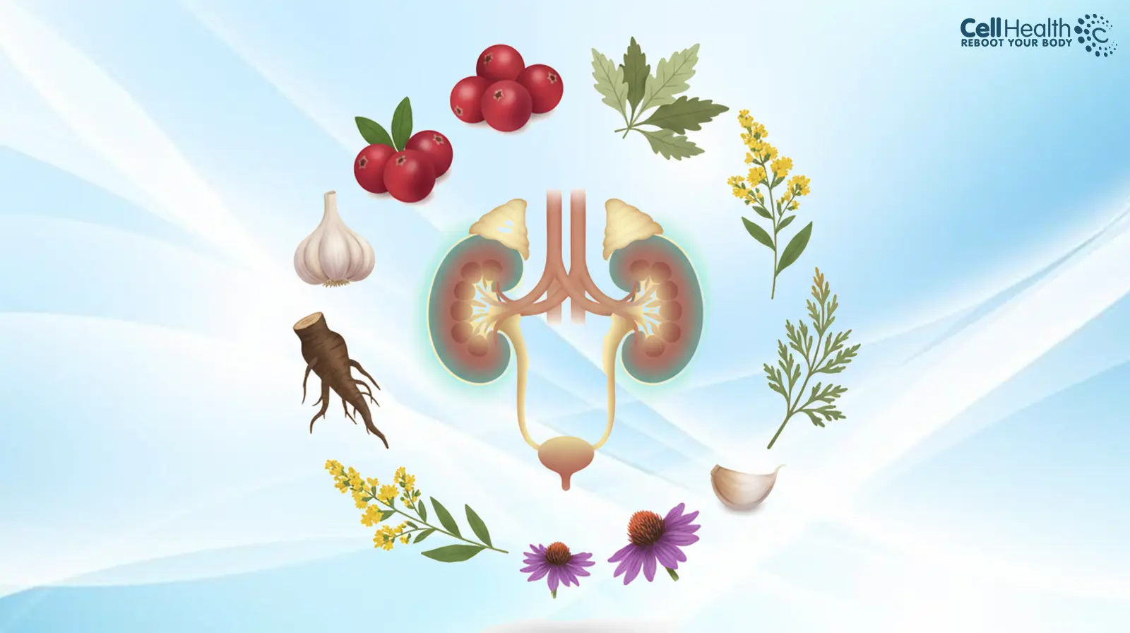 Read more about the article Herbal Remedies for Urinary Tract Infections (UTIs): Naturopathy’s Approach