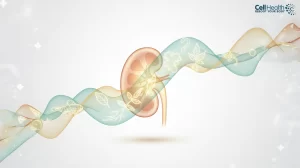 Read more about the article How Naturopathy Supports Faster Kidney Surgery Recovery
