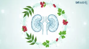 Read more about the article Prevent Kidney Infections Naturally: How Naturopathy Can Help