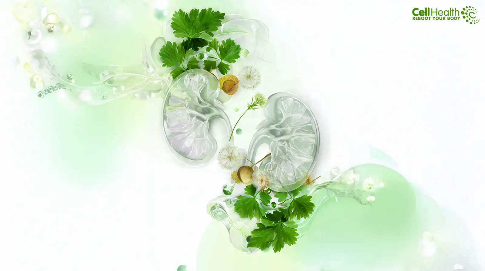 Read more about the article Herbal Detox for Healthy Kidneys: Naturopathy’s Natural Approach
